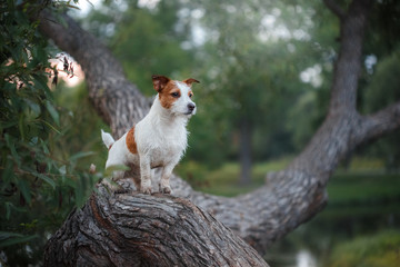 dog outdoors in a tree outside, breed Jack Russell Terrier