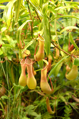 Nepenthes alata (alatus 