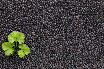 Food and cookery background of healthy dried  black lentils.