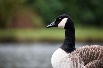 canada goose in brecon beacons national park (craig Y nos) 