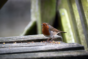 robin, eating in a shed