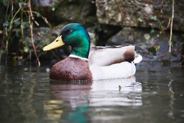Obraz premium mallard duck in the rain, Brecon Beacons National park (craig Y nos)