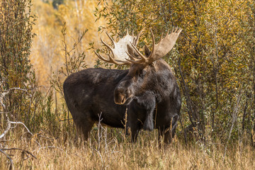 Fototapeta premium Bull Moose in Fall