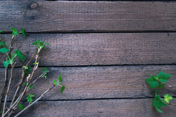 Green leaves and branches of plants on a wooden background