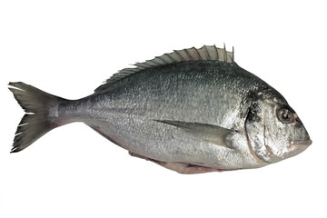 Dorado fish with white background isolated