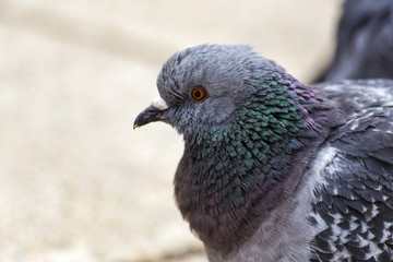 The Rock Dove