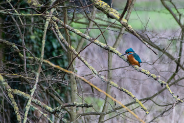 Kingfisher wild bird perched on winter bare tree branches