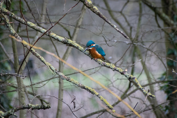 Kingfisher focused and hunting for food perched on lichen tree branch