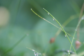water drops on a grass