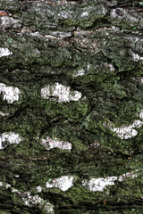 Tree bark