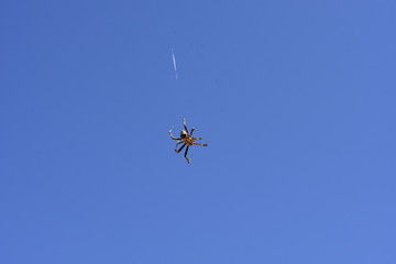 Spider Weaves its Web Suspended in Blue Sky