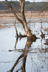 Rozlewisko rzeki © Mariusz Stoszewski