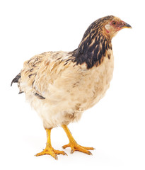 Young chicken.