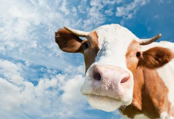 Fototapeten Braune Kuh (Fokus auf die Nase) vor blauem Himmelshintergrund © E.O.