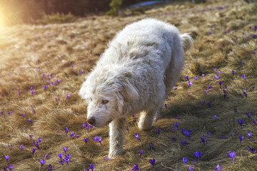 Komondor (Hungarian Komondor, Hungarian Sheepdog) at Carpathian mountains