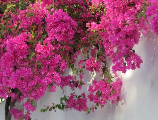 Bright pink flowers on a white wall