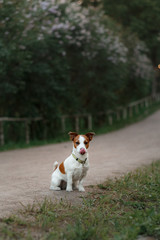 Portrait of a Jack Russell terrier outdoors. A dog on a walk in the park
