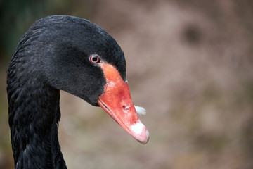 Black swan, brecon beacons national park, llangorse lake