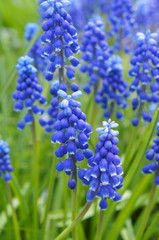 Fototapeta premium Many muscari blue flowers in green vertical 