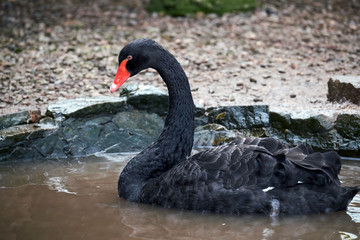 Fototapeta premium Black swan, brecon beacons national park, llangorse lake