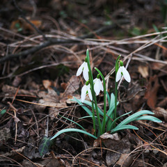 Schneeglöckchen Galanthus Frühlingsboten im Wald
