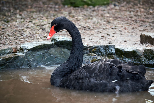 Black swan, brecon beacons national park, llangorse lake