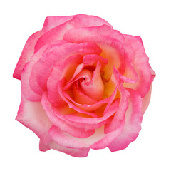 Pink rose isolated on white background