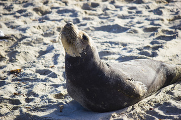 Seal posing on beach