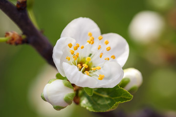 white flowers blooming on branch