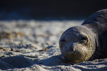 Elephant seal close up sunbathing