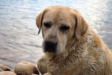 Sad Labrador on the shore of the lake