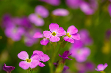 Fototapeta na wymiar beautiful purple flowers growing in the garden