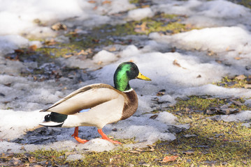Duck in Snow