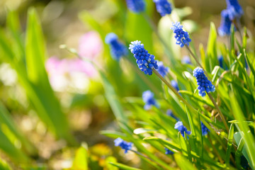 Blue spring muscari flowers hyacinth in sunny day. Muscari armeniacum. Beautiful flowers in garden.