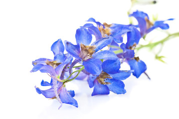 Fototapeta na wymiar Beautiful blue flowers on white background