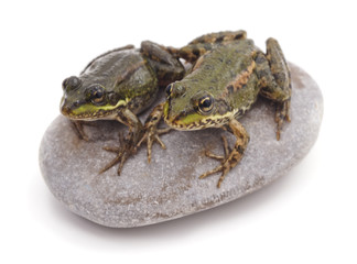Two frogs on stone.