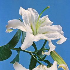 Obraz premium White lily on blue background