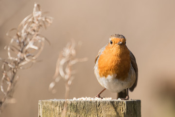 European Robin, Erithacus rubecula, Robin, Birds