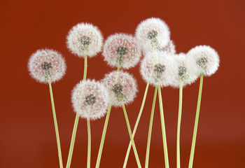 Dandelion flower on brown color background, object on blank space backdrop, nature and spring season concept.