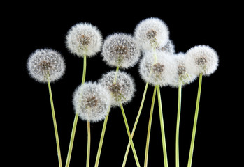 Dandelion flower on black color background, object on blank space backdrop, nature and spring season concept.