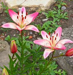 White and Pink Lily flowers in the summer garden