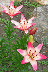 White and Pink Lily flowers in the summer garden