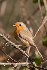 European Robin, Erithacus rubecula, Robin, Birds