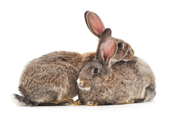 Two rabbits.