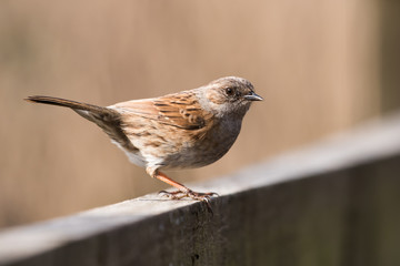 Dunnock, Prunella modularis