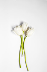 Floral background with red and white tulips