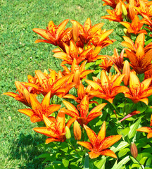 Fototapeta na wymiar Many Orange lilies in the summer garden