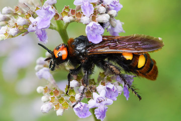 Scola is a giant, or a spotted Scola (lat. Megascolia maculata = lat. Scolia maculata) is a species of large wasps from the family of scaly - collecting nectar on purple flower