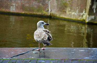 Bird near canal