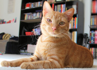 Cat in front of bookshelf © Brad